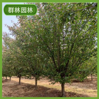16公分西府海棠树