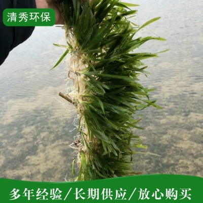 菹草种植图3