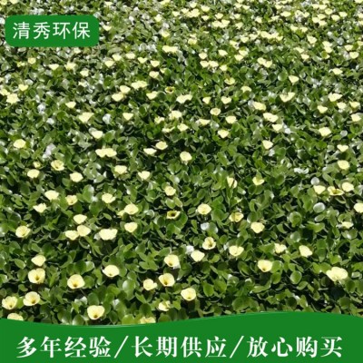 水鳖图5