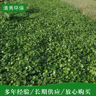 水鳖苗图3