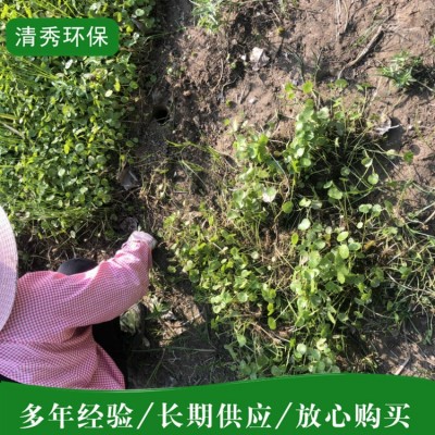 铜钱草图4