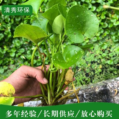 荇菜图3