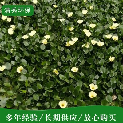 荇菜图4