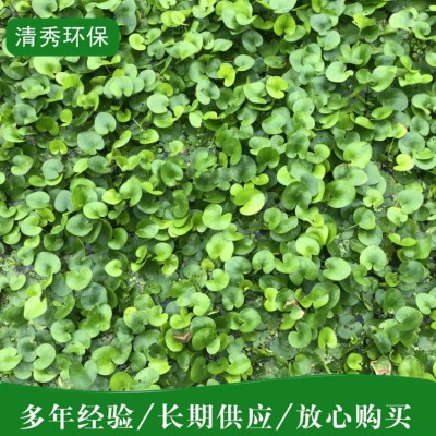 荇菜图2