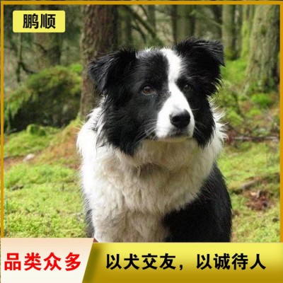 边牧（边境牧羊犬）图2