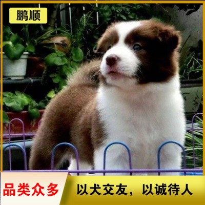 边牧（边境牧羊犬）图3