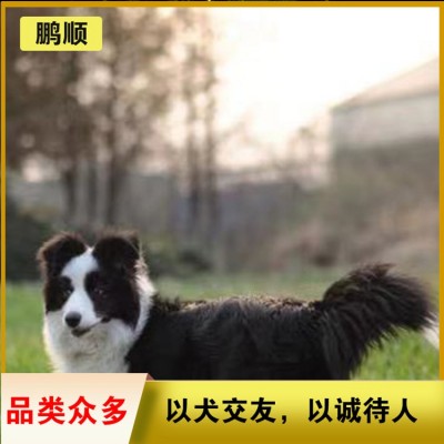 边牧（边境牧羊犬）图4