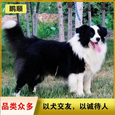 边牧（边境牧羊犬）图1