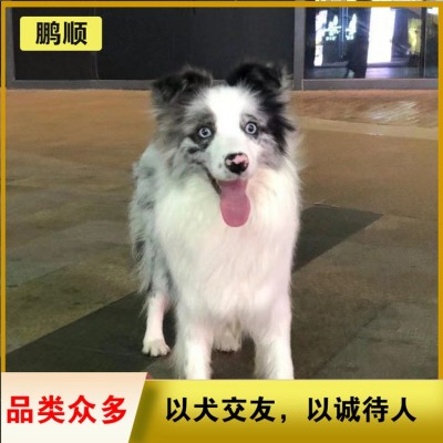 边牧（边境牧羊犬）图5