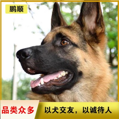 德牧（德国牧羊犬）图3