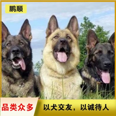 德牧（德国牧羊犬）图4