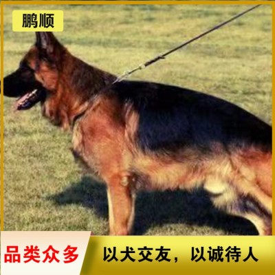 德牧（德国牧羊犬）图2