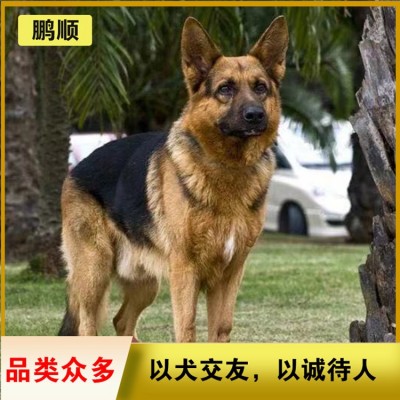 德牧（德国牧羊犬）图1