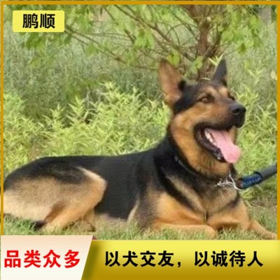 德牧（德国牧羊犬）图5