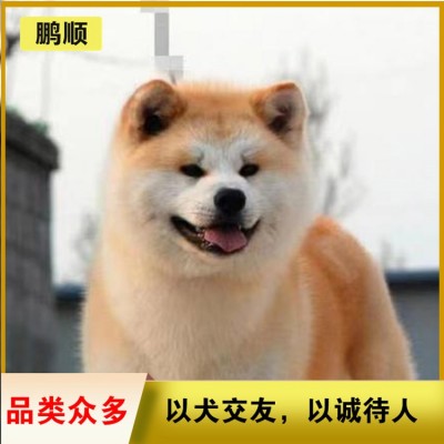 秋田犬图2