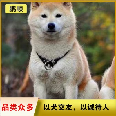 秋田犬图5