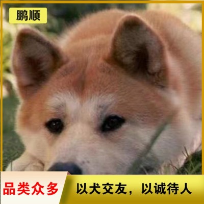 秋田犬图1