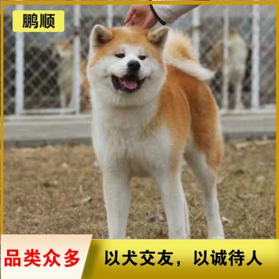 秋田犬图4