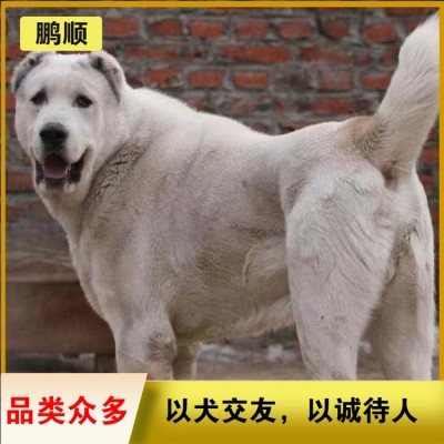 中亚（中亚牧羊犬）图3