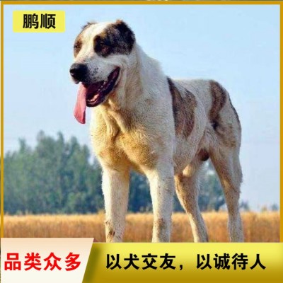 中亚（中亚牧羊犬）图5