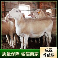 澳洲白绵羊厂家