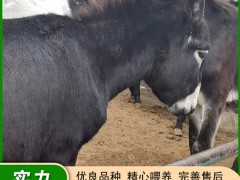 肉驴产品介绍