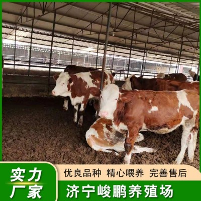 西门塔尔肉牛养殖图5