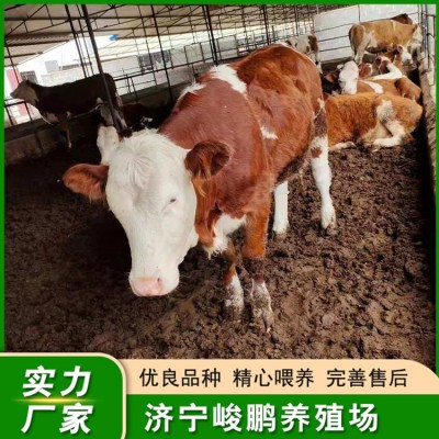 西门塔尔肉牛养殖图4