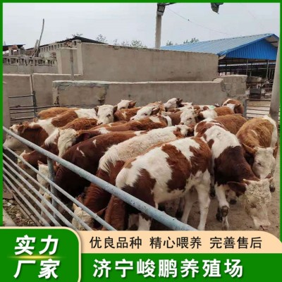 西门塔尔肉牛犊图5