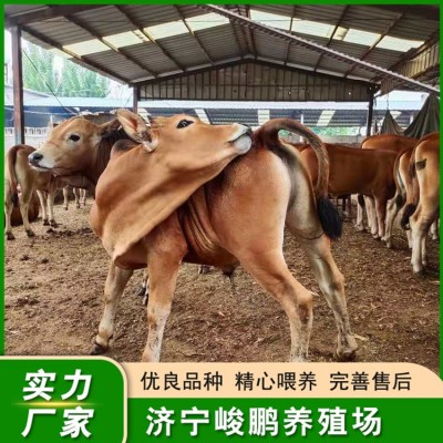 鲁西黄牛牛犊图3