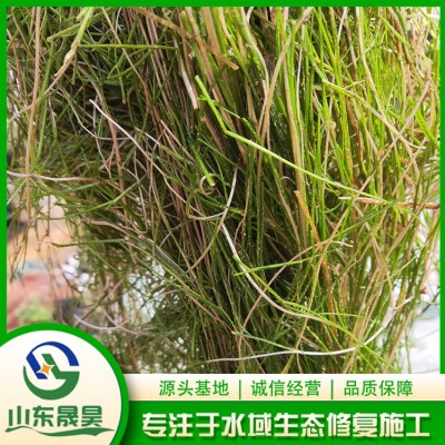 篦齿眼子菜图2