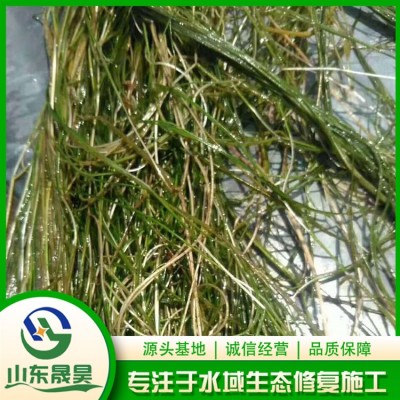 篦齿眼子菜图5