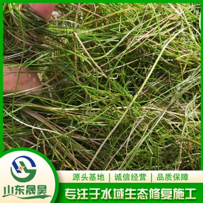 篦齿眼子菜图3