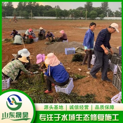 种植苦草图3