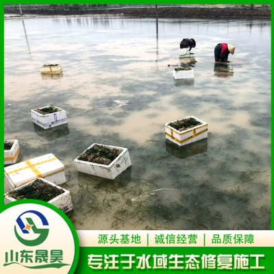 种植苦草图4