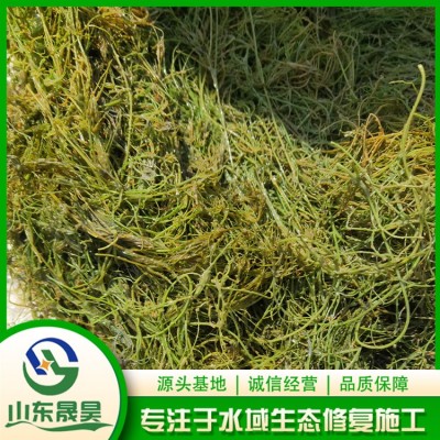 茨藻图3