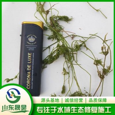 茨藻图2