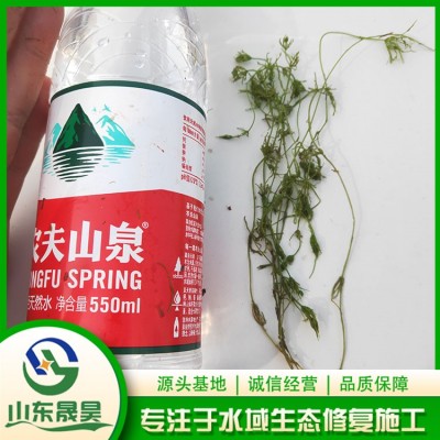 茨藻图4