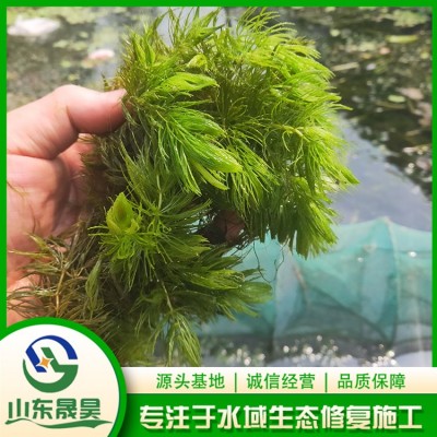 金鱼藻图3