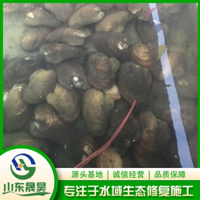 净化水体（河蚌）图2