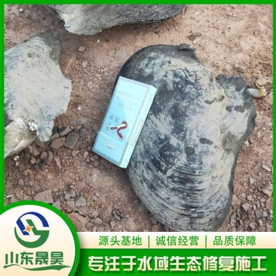 净化水体（河蚌）图3