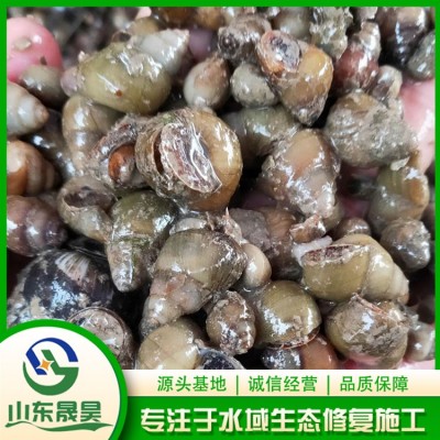 净化水质（田螺）图5