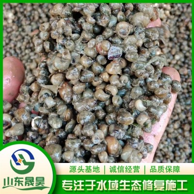 净化水质（田螺）图2