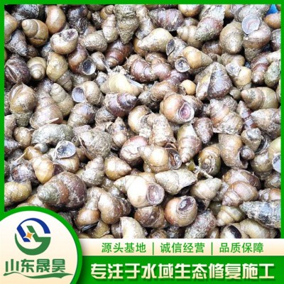 净化水质（田螺）图4