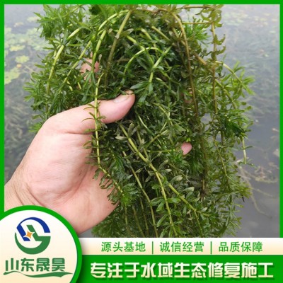 轮叶黑藻图4