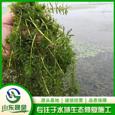 轮叶黑藻图3