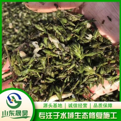 轮叶黑藻芽孢（种子）图4