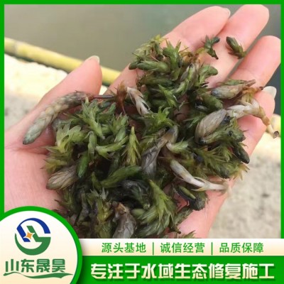 轮叶黑藻芽孢（种子）图2