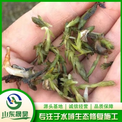 轮叶黑藻芽孢（种子）图3