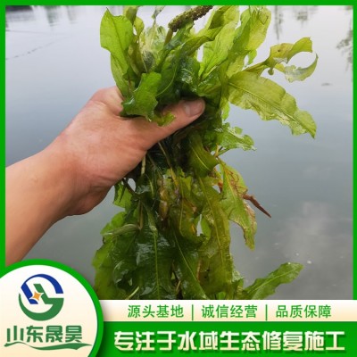 马来眼子菜图2